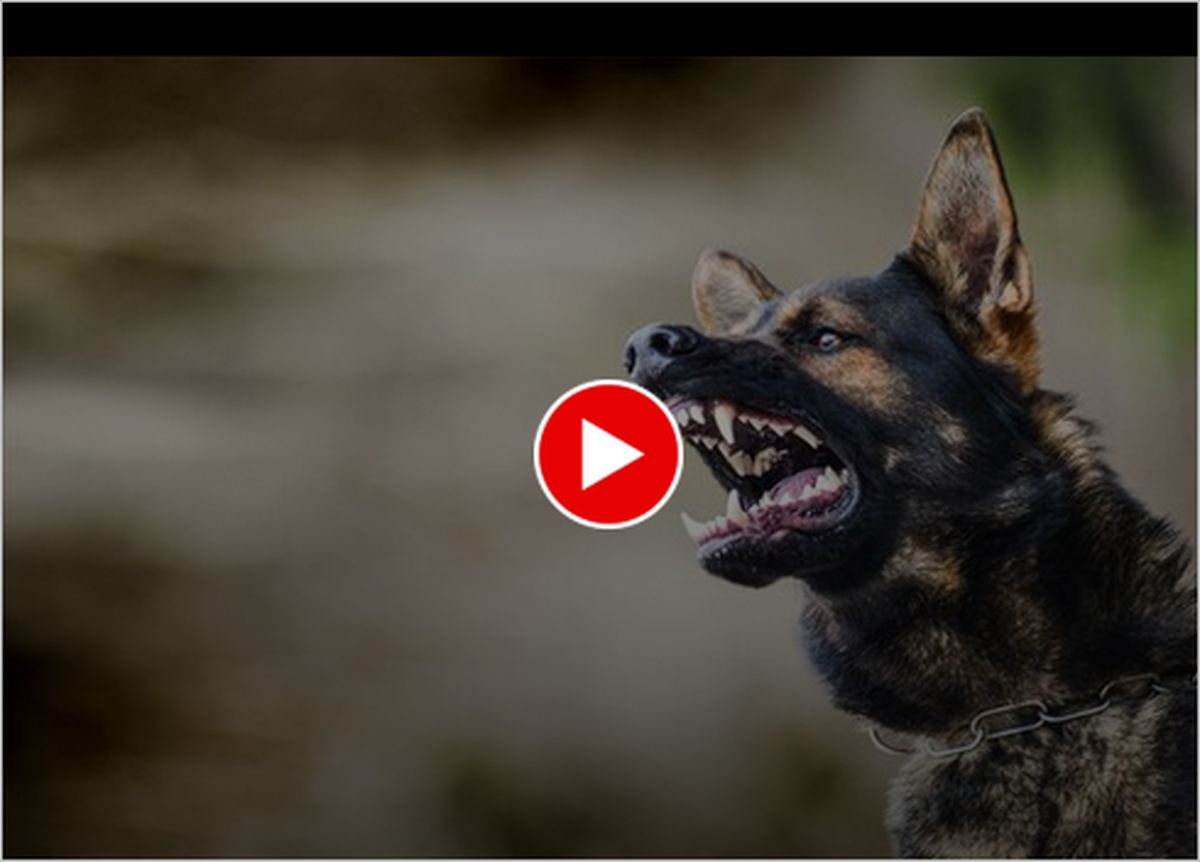 ببینید | حمله سگ غول پیکر به یک فیلمبردار!