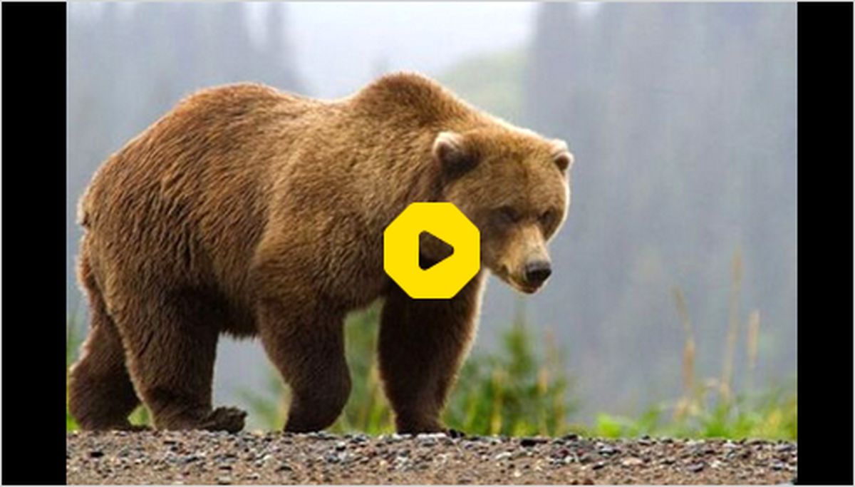 ببینید: ثبت تصاویر یک قلاده خرس قهوه‌ای در ارتفاعات رودبار